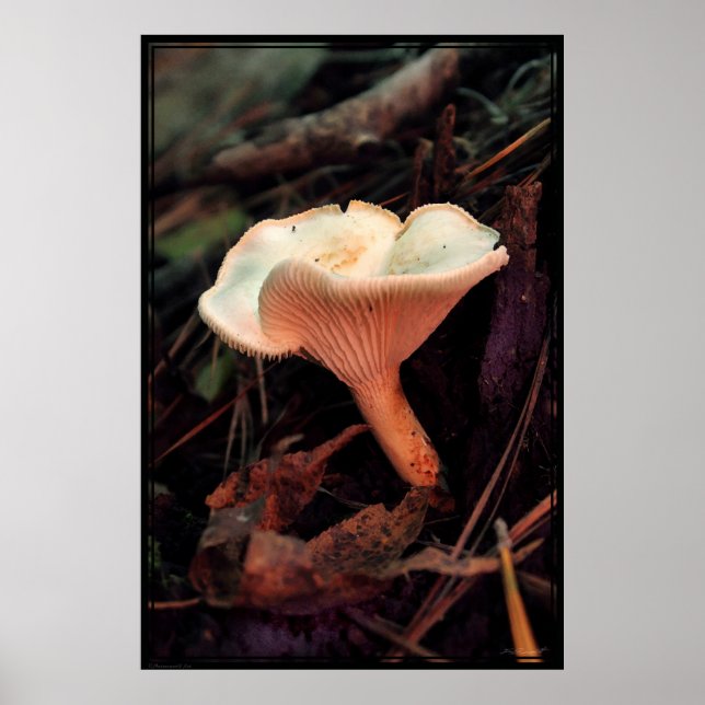 Mushroom Essence Poster -40x60 -other sizes also (Front)