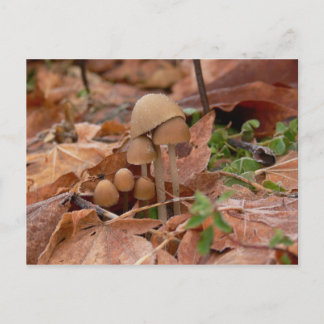 Mushroom Family Postcard
