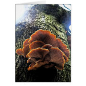 Mushroom Fresco (Front)