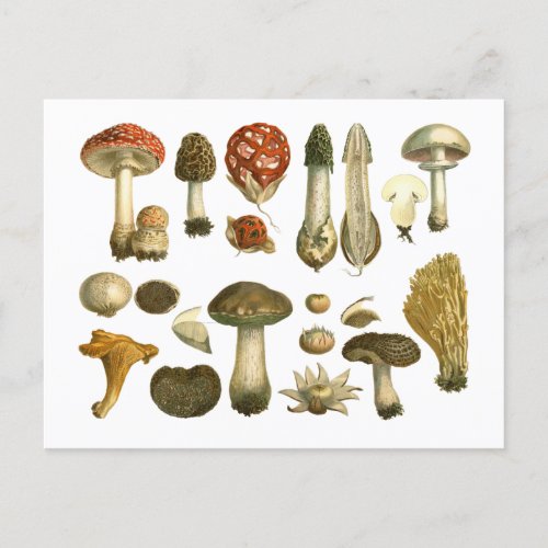 Mushroom Fungus Fungi Vintage Postcard