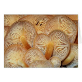 Mushroom Gills of the Orange Mycena (Front Horizontal)