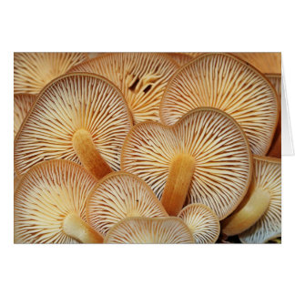 Mushroom Gills of the Orange Mycena Cards