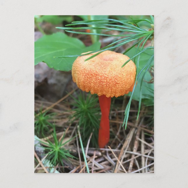 Mushroom Holiday Postcard (Front)