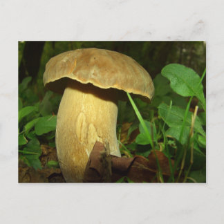 Mushroom in forest close up postcard
