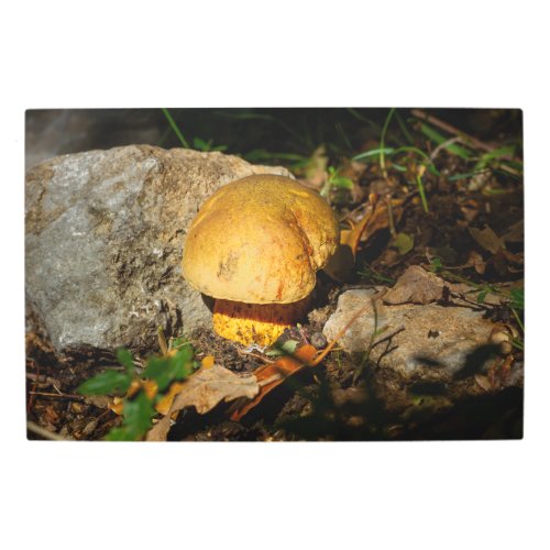Mushroom in sunshine metal print