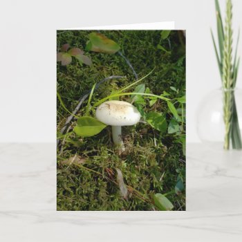 Mushroom In The Forest Card by llaureti at Zazzle