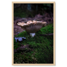 Mushroom in the Forest