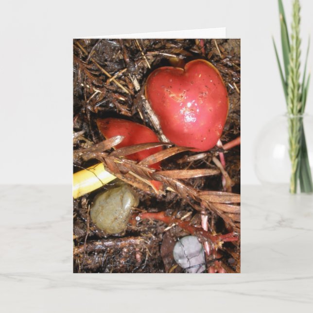 Mushroom Love Too Holiday Card (Front)