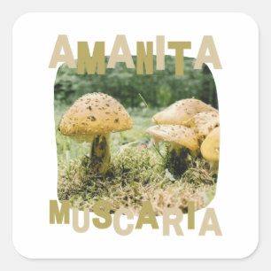 Mushroom lover, amanita muscaria, nature square sticker