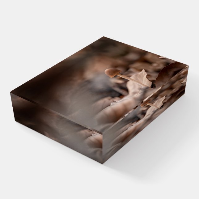 Mushroom Nature Photo Paperweight (Angled)