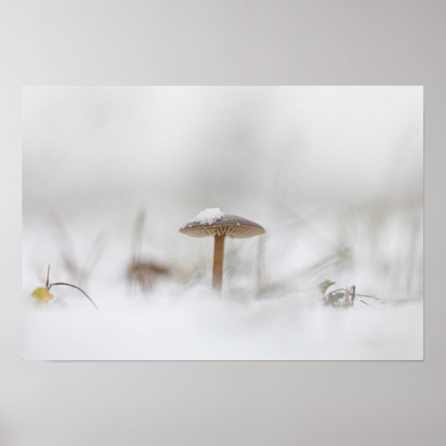 Mushroom Nature Photo Poster (Front)