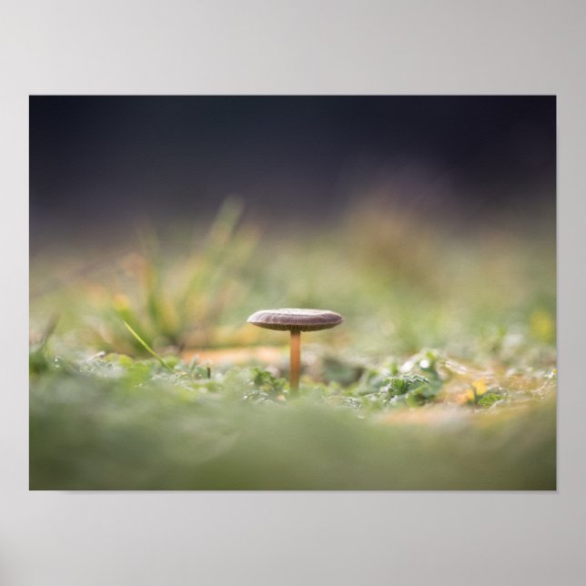 Mushroom Nature Photo Poster (Front)