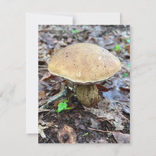 Mushroom Note Card