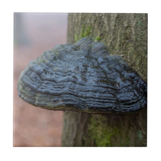 Mushroom on a tree trunk in the forest ceramic tile (Front)