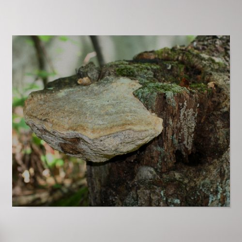 Mushroom On Dead Tree Stump Nature Poster