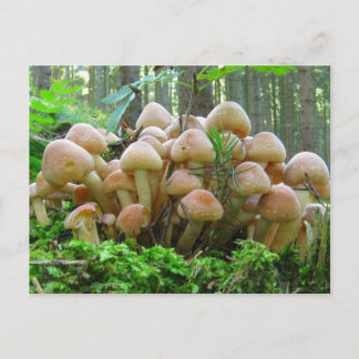 mushroom party postcard