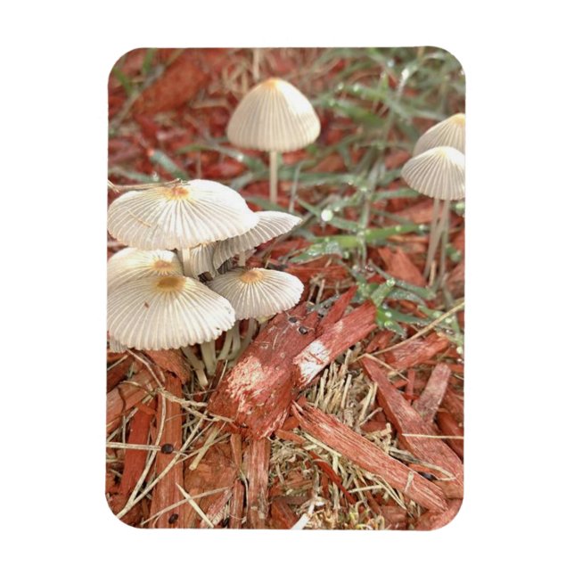 Mushroom Photo Magnet (Vertical)