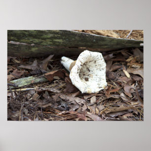 Mushroom Photo Poster