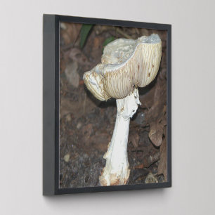 Mushroom Photo Tile