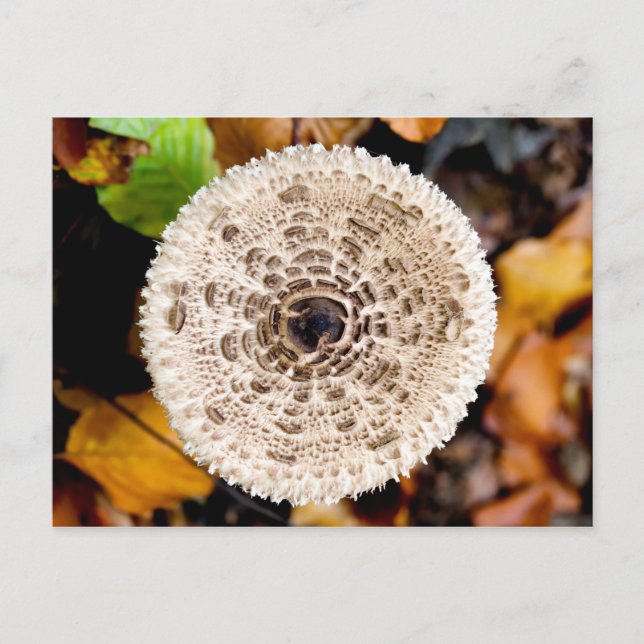Mushroom Postcard (Front)
