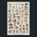 Mushroom Poster<br><div class="desc">Mushroom Poster</div>