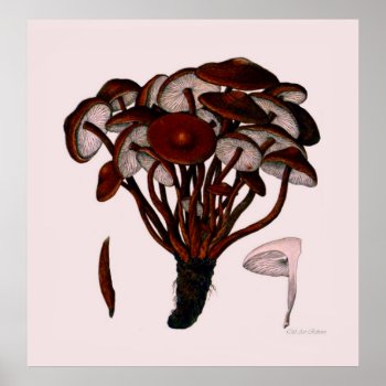 Mushroom Poster Series First Of Eight by OldArtReborn at Zazzle