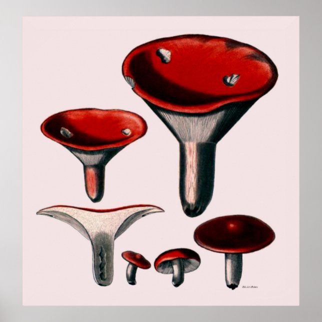 Mushroom Poster Series First Of Eight (Front)