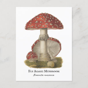 Mushroom Red Magic Vintage 1800s Postcard