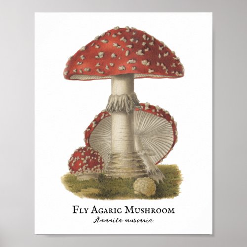 Mushroom Red Magic Vintage 1800s  Poster