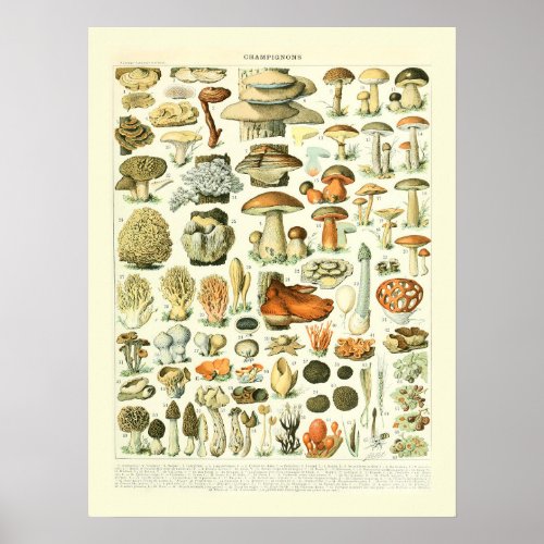 Mushroom Science Illustration _ Adolphe Millot Poster