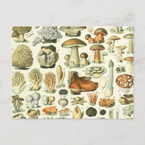 Mushroom Science Illustration _ Vintage Bontanical Postcard