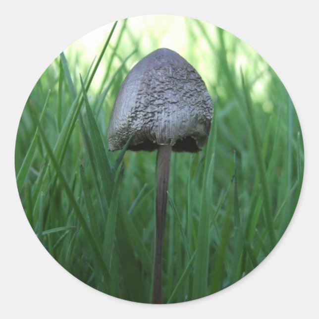 Mushroom Stickers (Front)