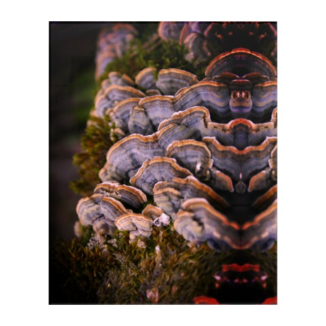 Mushroom Tree Photo  Panel Wall Art (Front)