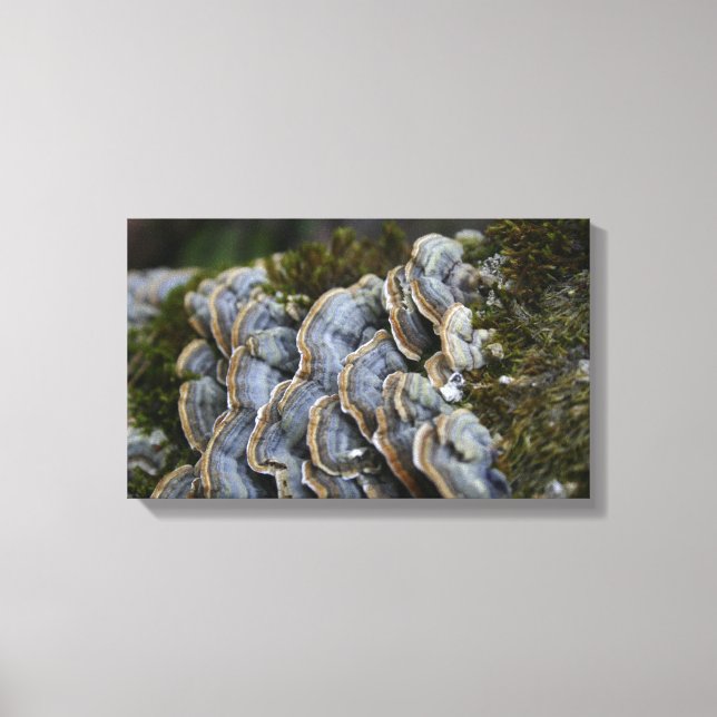 Mushroom Tree Photo  Wrapped Canvas Print (Front)