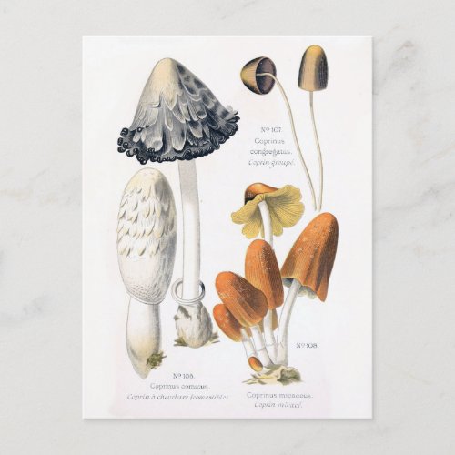 Mushroom Vegetables Vintage Botanical Postcard