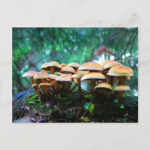 mushroom village postcard