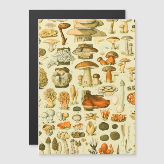 Mushroom Vintage Toadstool Antique Art (Front/Back)