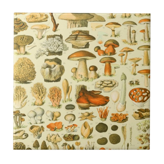 Mushroom Vintage Toadstool Antique Art Ceramic Tile (Front)