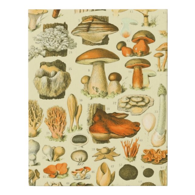 Mushroom Vintage Toadstool Antique Art Faux Canvas Print (Front)