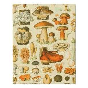 Mushroom Vintage Toadstool Antique Art Faux Canvas Print