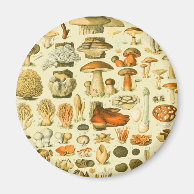 Mushroom Vintage Toadstool Antique Art Magnet (Front)