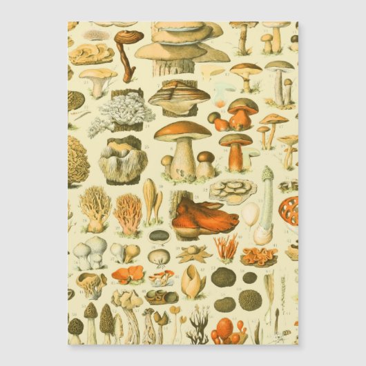 Mushroom Vintage Toadstool Antique Illustration (Front)