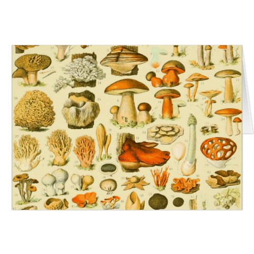 Mushroom Vintage Toadstool Antique Illustration