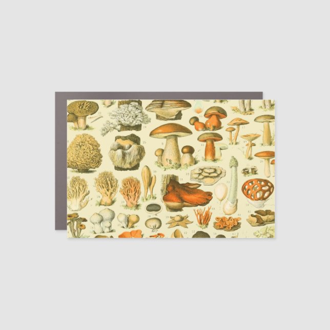 Mushroom Vintage Toadstool Antique Illustration Car Magnet (Front)