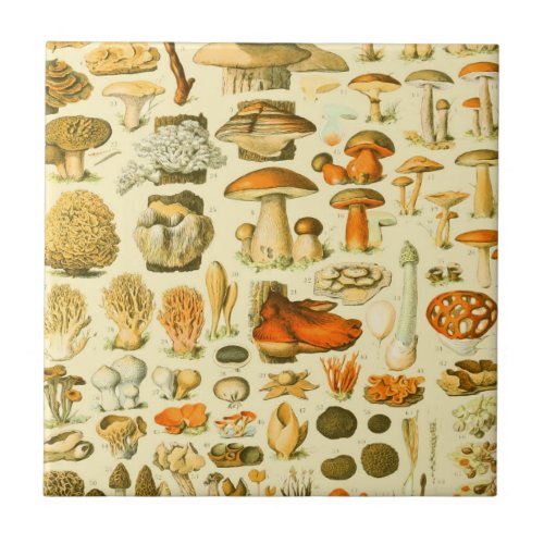 Mushroom Vintage Toadstool Antique Illustration Ceramic Tile
