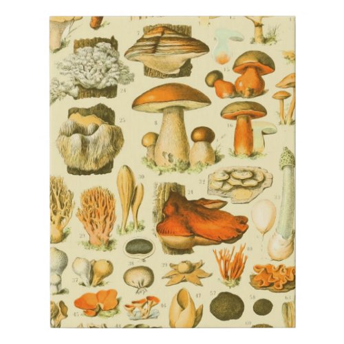 Mushroom Vintage Toadstool Antique Illustration Faux Canvas Print