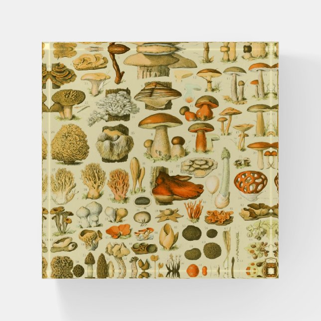 Mushroom Vintage Toadstool Antique Illustration Paperweight (Front)