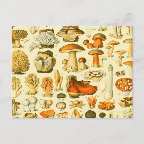 Mushroom Vintage Toadstool Antique Illustration Postcard