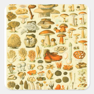 Mushroom Vintage Toadstool Antique Illustration Square Sticker