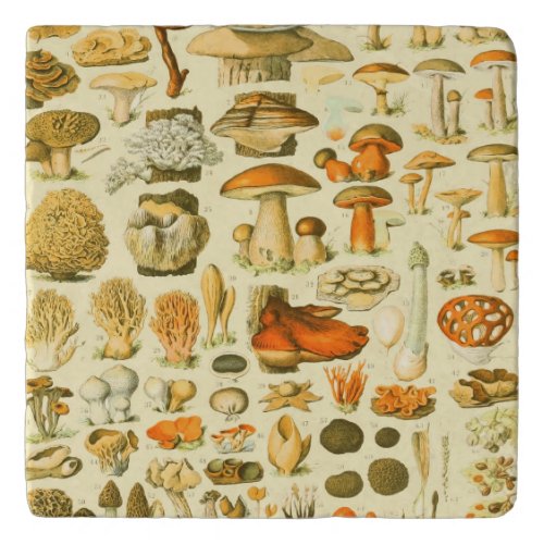 Mushroom Vintage Toadstool Antique Illustration Trivet